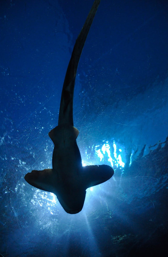 rekin pod wodą