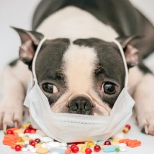 suplementy dla psów na niedobory witamin